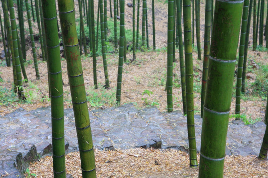 江苏 宜兴 户外 竹海风景区