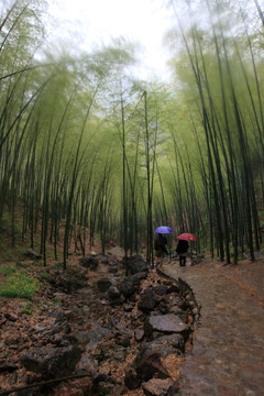 江苏 宜兴 户外 竹海风景区