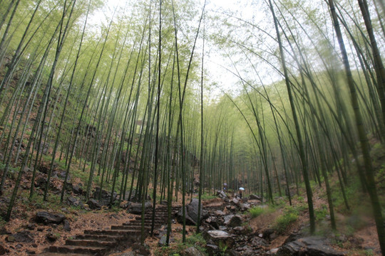 江苏 宜兴 户外 竹海风景区