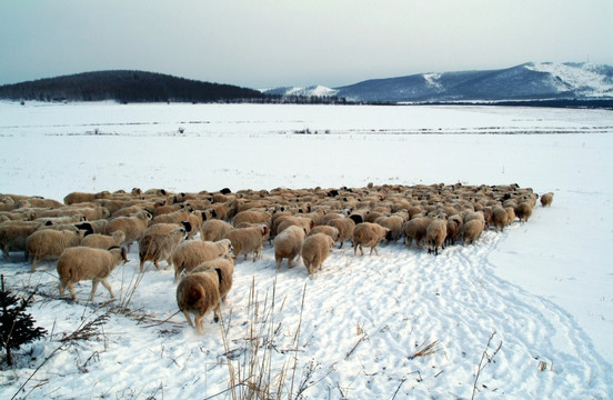 雪地上的羊群