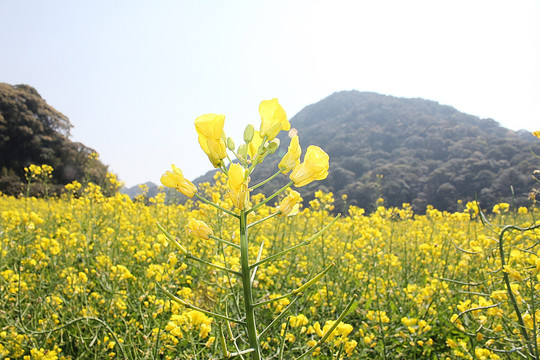 金黄色油菜花特写
