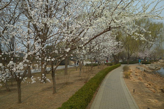 北京植物园jpg