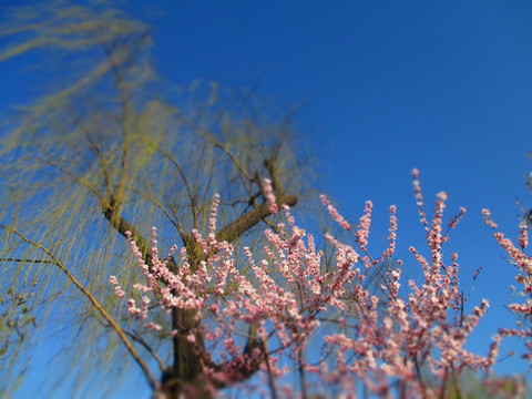 樱花