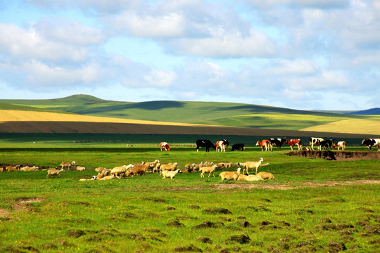 草原上的牛羊群