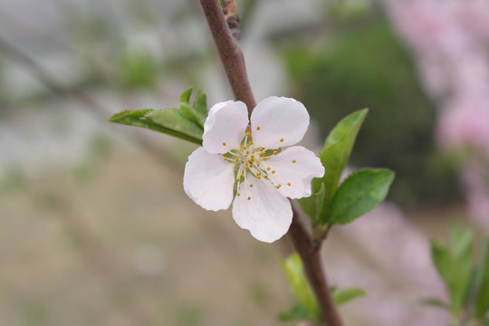 桃花