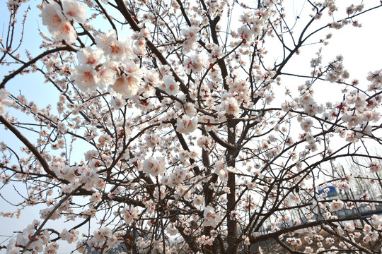 杏花树