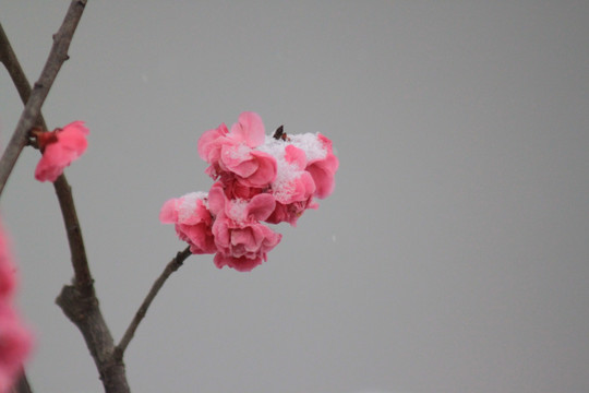 红梅