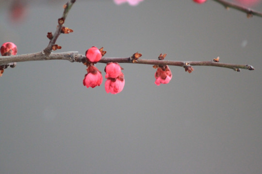 红梅