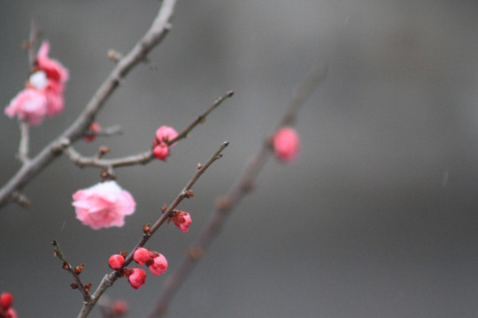 红梅