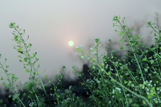 夕阳下的路边野花