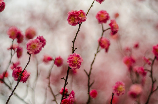 梅香时节