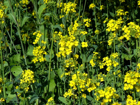 油菜花