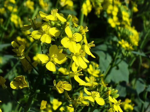 油菜花