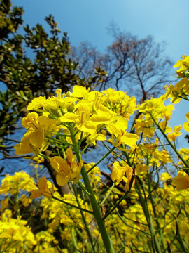 油菜花