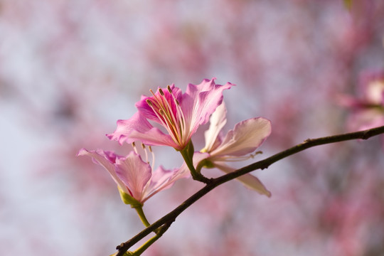 紫荆花