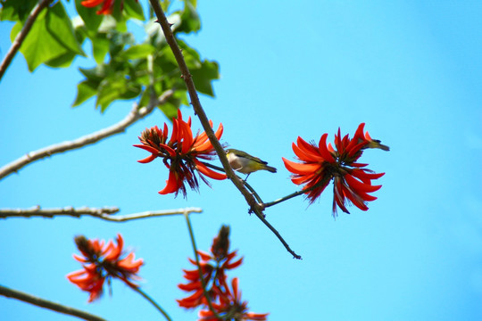 刺桐花