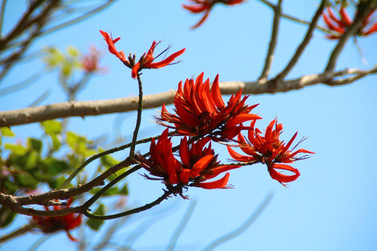 刺桐花