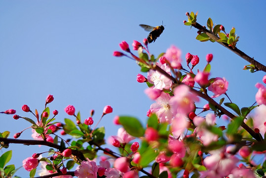 几枝樱花和蜜蜂
