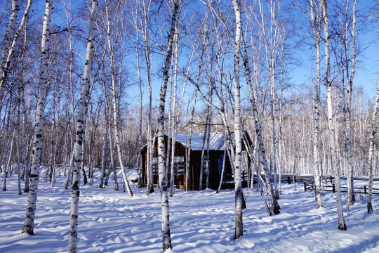 雪野白桦林