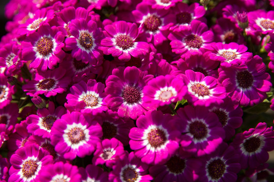 紫色野菊