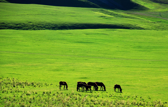 逆光拍摄草原上的马群