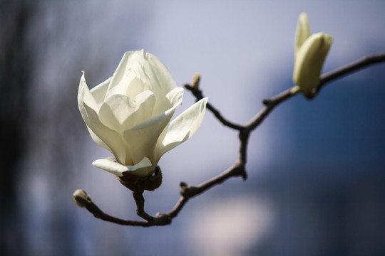 春天盛开的白玉兰花朵