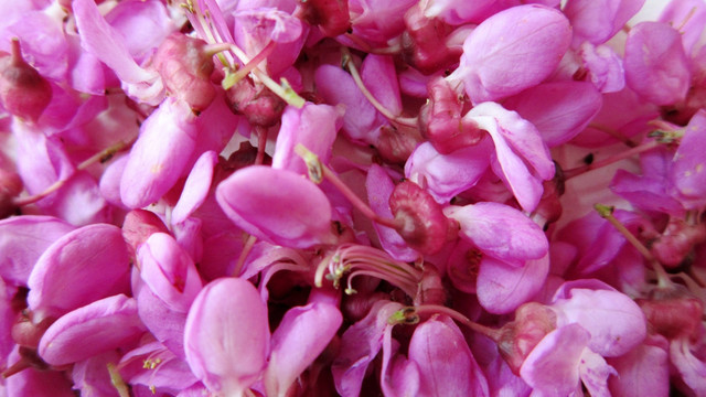 紫荆花 花瓣
