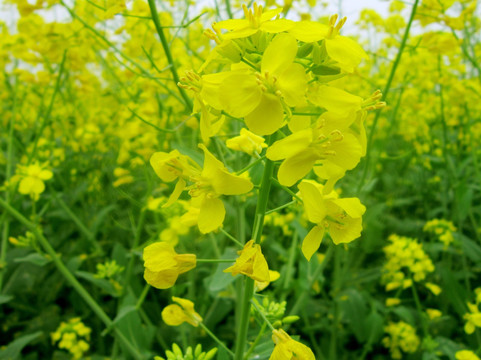 油菜花