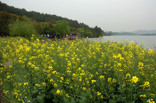 油菜花