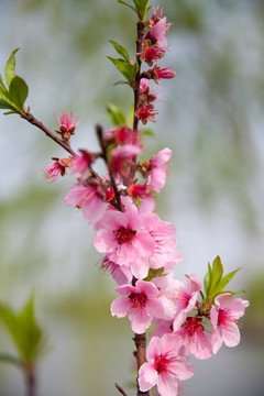 桃花