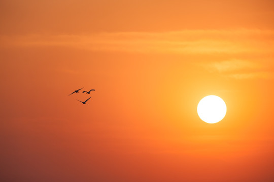 飞向阳光 向往光明 飞向太阳