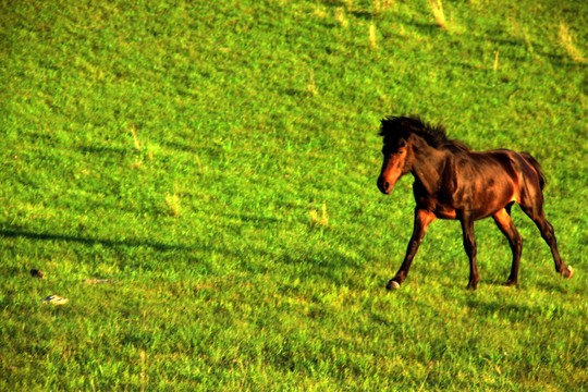 草原上的小马驹