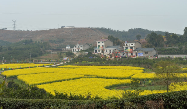 油菜花