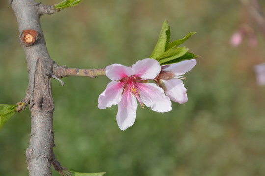 一枝花