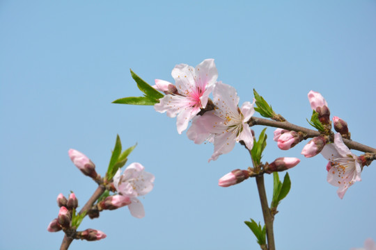 桃花枝