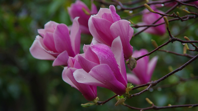 玉兰花