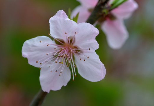桃花 盛开 春天 粉红 艳丽
