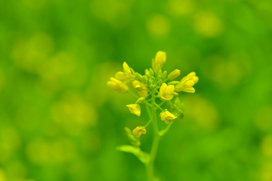 油菜花 花 油菜 田园风光 春