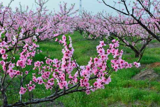 桃花园 桃花源 桃花 花 粉色