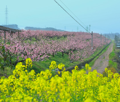 桃花园 桃花源 桃花 花 粉色