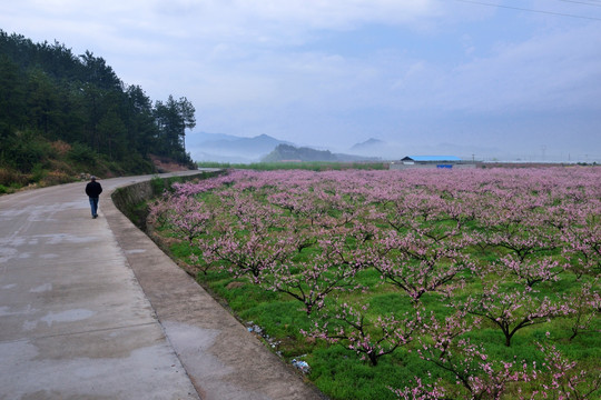 桃花园 桃花源 桃花 花 果树