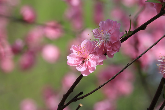 桃花