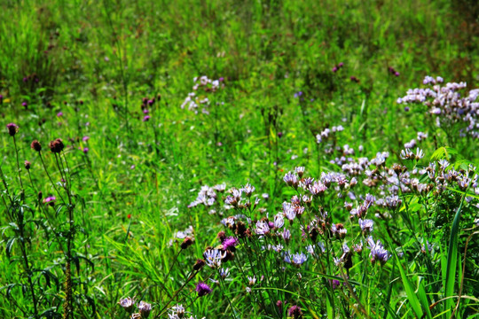草原上盛开的野花