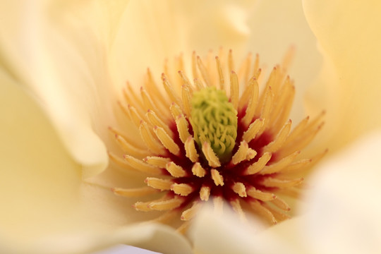 玉兰花蕊 花心特写