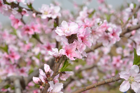 桃花树