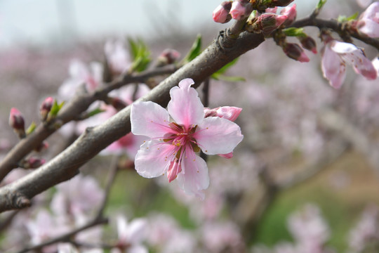 桃花枝