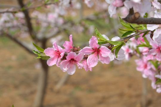 桃花