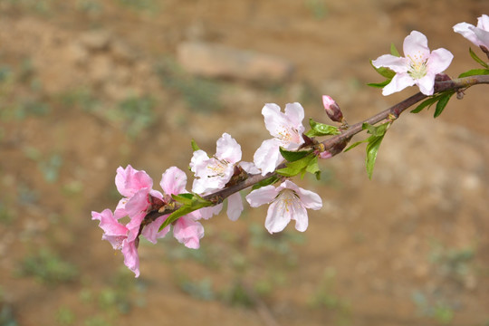 桃花枝