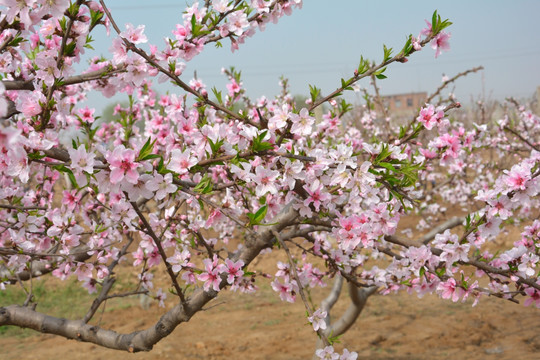 桃花堤