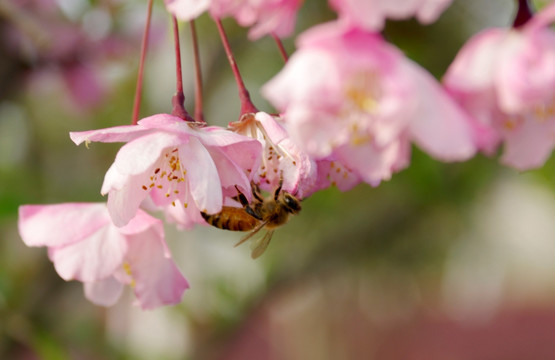 蜜蜂与海棠